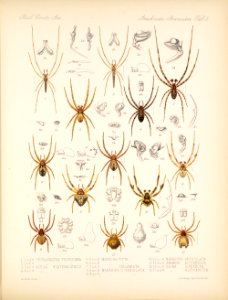 Arachnida Araneidea Vol 1 Table 3