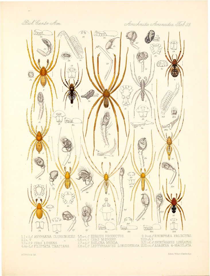 Arachnida Araneidea Vol 1 Table 23