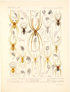 Arachnida Araneidea Vol 1 Table 23