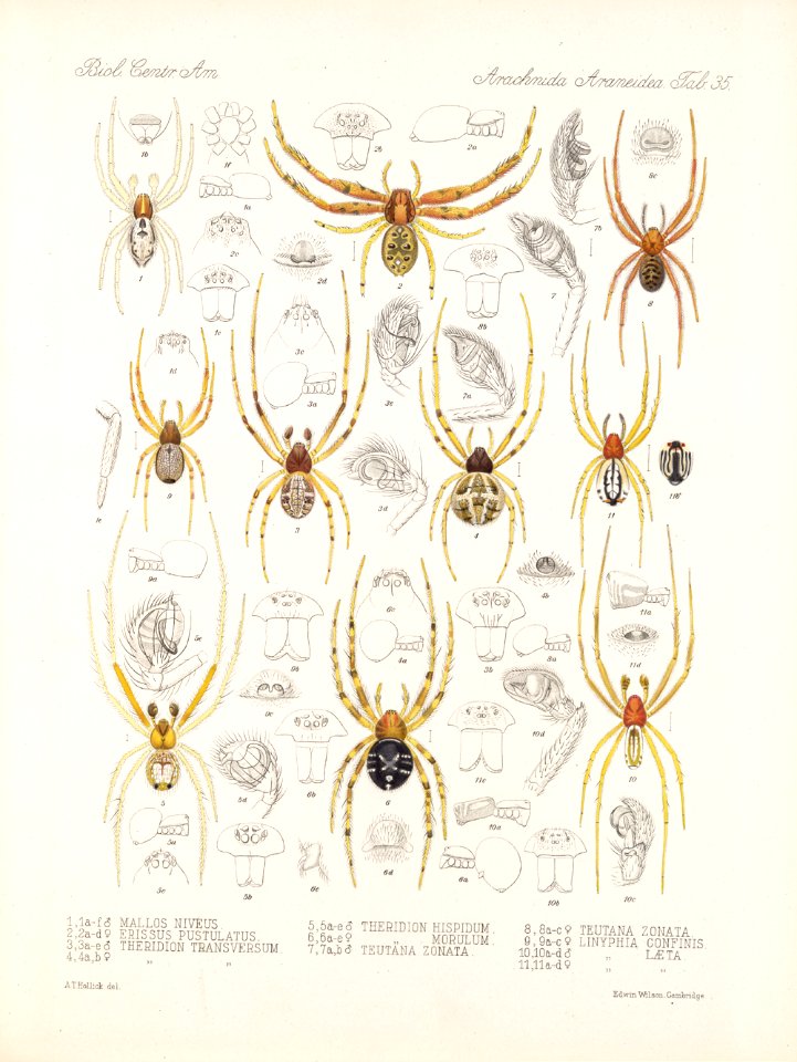 Arachnida Araneidea Vol 1 Table 35