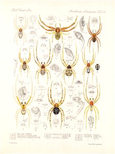 Arachnida Araneidea Vol 1 Table 35