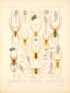 Arachnida Araneidea Vol 1 Table 29