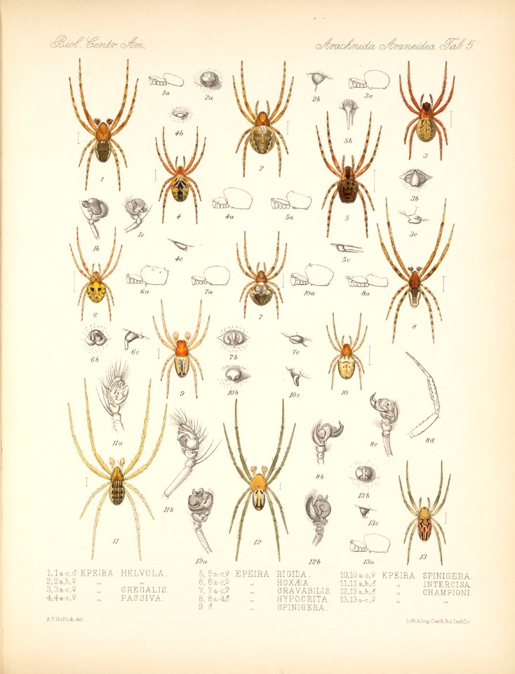 Arachnida Araneidea Vol 1 Table 5