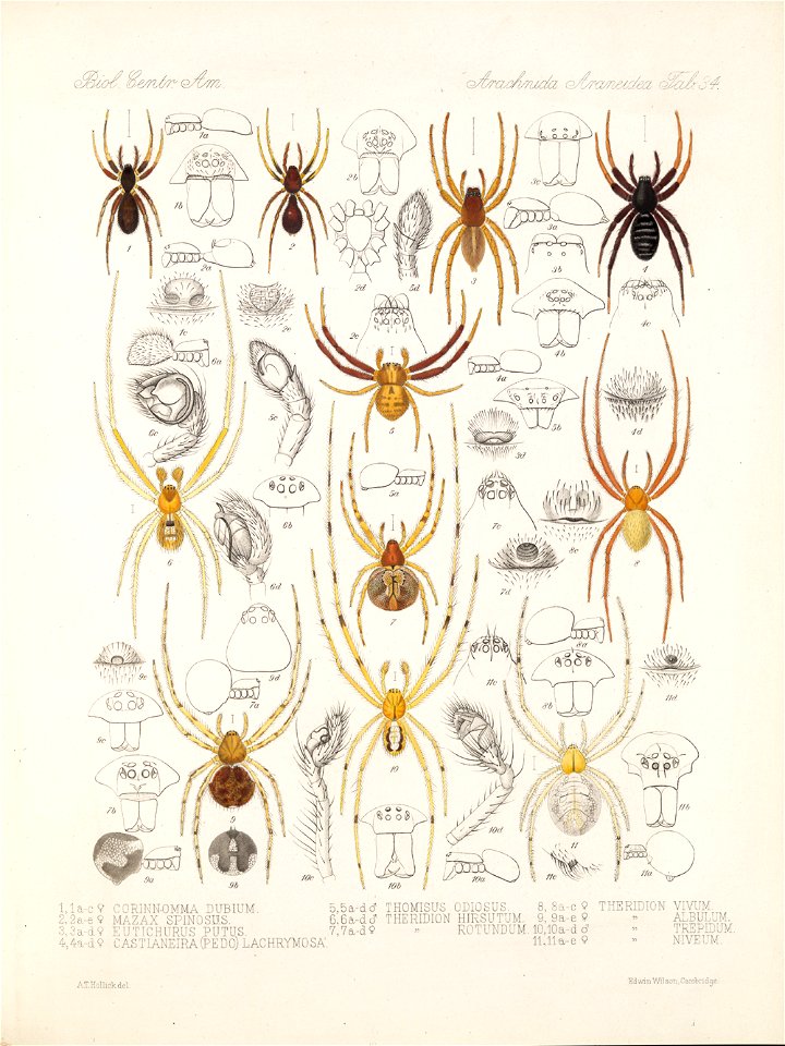 Arachnida Araneidea Vol 1 Table 34