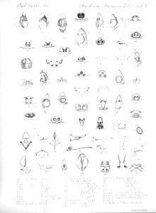 Arachnida Araneidea Vol 2 Table 10