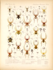 Arachnida Araneidea Vol 1 Table 4