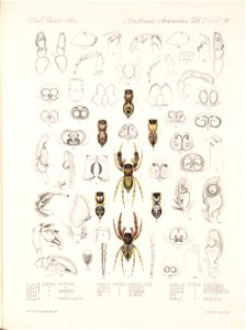 Arachnida Araneidea Vol 2 Table 16