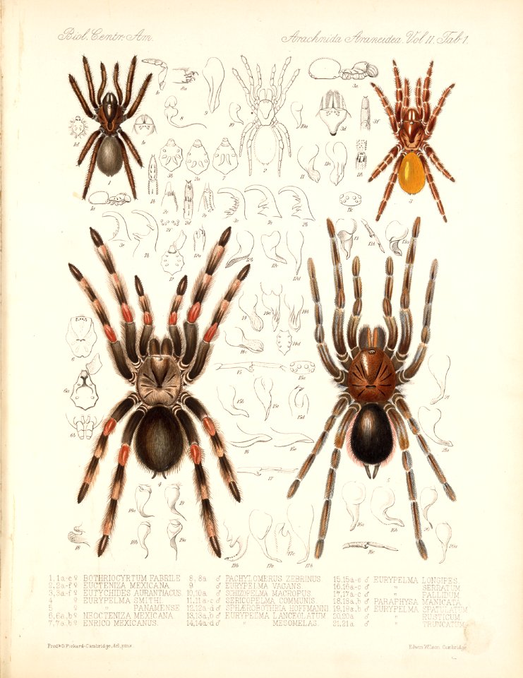Arachnida Araneidea Vol 2 Table 1