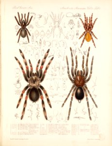 Arachnida Araneidea Vol 2 Table 1