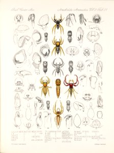 Arachnida Araneidea Vol 2 Table 21