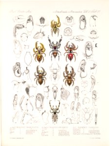 Arachnida Araneidea Vol 2 Table 27