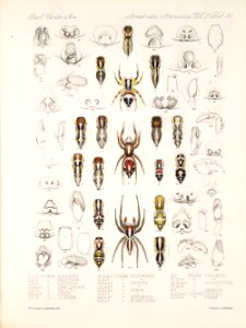 Arachnida Araneidea Vol 2 Table 20