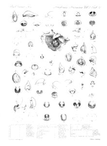 Arachnida Araneidea Vol 2 Table 32