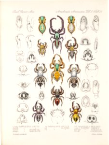 Arachnida Araneidea Vol 2 Table 26