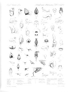Arachnida Araneidea Vol 2 Table 38