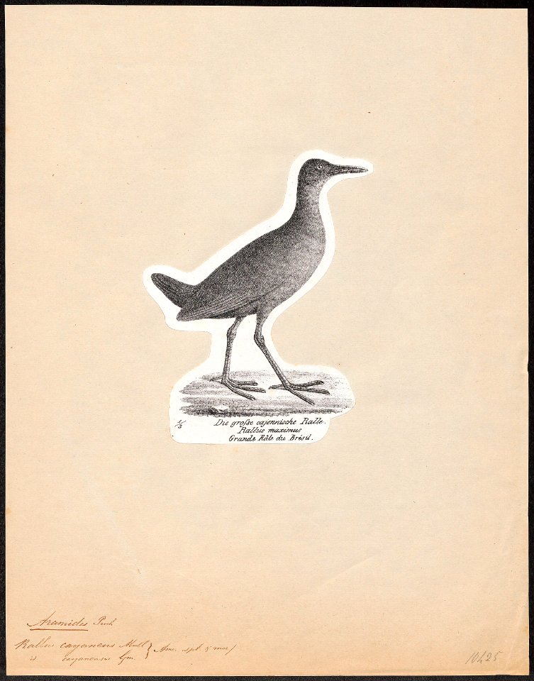 Aramides cayanea - 1809-1845 - Print - Iconographia Zoologica - Special Collections University of Amsterdam - UBA01 IZ17500037