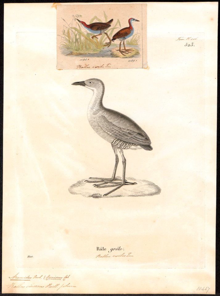 Aramides cinerea - 1700-1880 - Print - Iconographia Zoologica - Special Collections University of Amsterdam - UBA01 IZ17500071