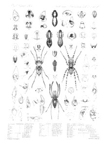 Arachnida Araneidea Vol 2 Table 31