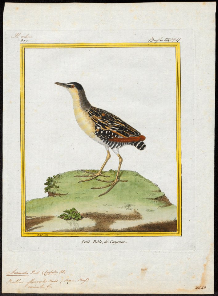 Aramides flaviventer - 1700-1880 - Print - Iconographia Zoologica - Special Collections University of Amsterdam - UBA01 IZ17500063