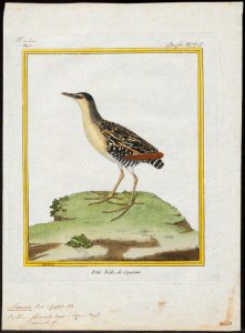 Aramides flaviventer - 1700-1880 - Print - Iconographia Zoologica - Special Collections University of Amsterdam - UBA01 IZ17500063