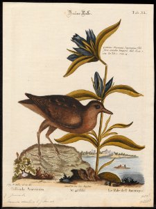 Aramides concolor - 1700-1880 - Print - Iconographia Zoologica - Special Collections University of Amsterdam - UBA01 IZ17500051