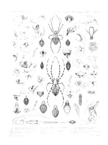 Arachnida Araneidea Vol 2 Table 43