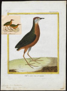 Aramides viridis - 1700-1880 - Print - Iconographia Zoologica - Special Collections University of Amsterdam - UBA01 IZ17500057