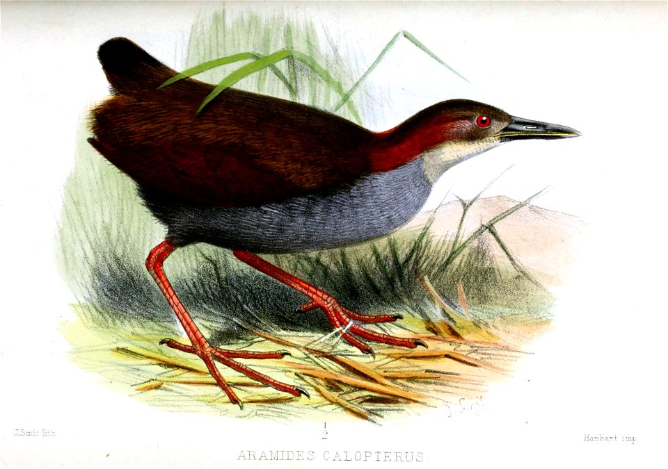 AramidesCalopterusSmit