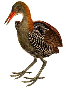 Aramidopsis plateni 1898 2