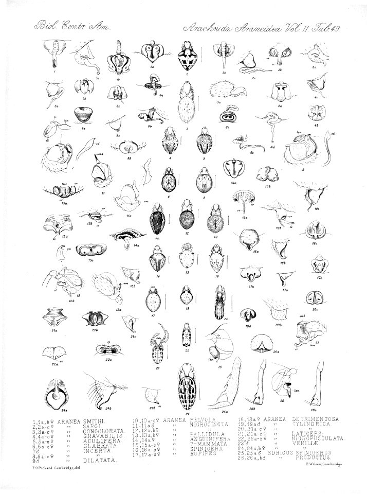Arachnida Araneidea Vol 2 Table 49