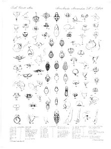Arachnida Araneidea Vol 2 Table 49