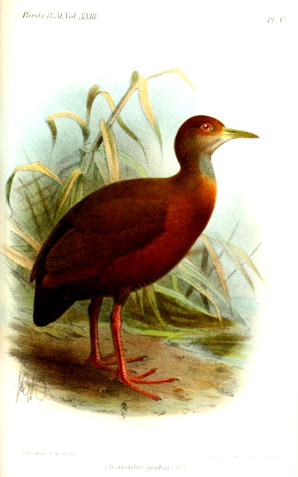 AramidesGutturalisKeulemans