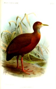 AramidesGutturalisKeulemans