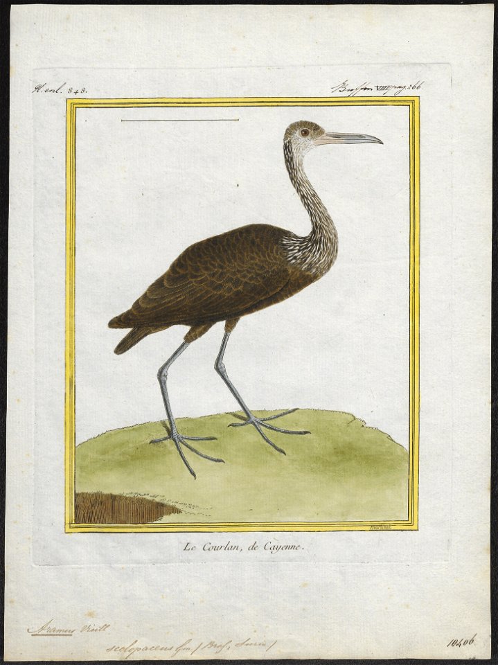 Aramus scolopaceus - 1700-1880 - Print - Iconographia Zoologica - Special Collections University of Amsterdam - UBA01 IZ17500001