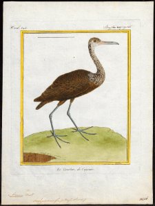 Aramus scolopaceus - 1700-1880 - Print - Iconographia Zoologica - Special Collections University of Amsterdam - UBA01 IZ17500001