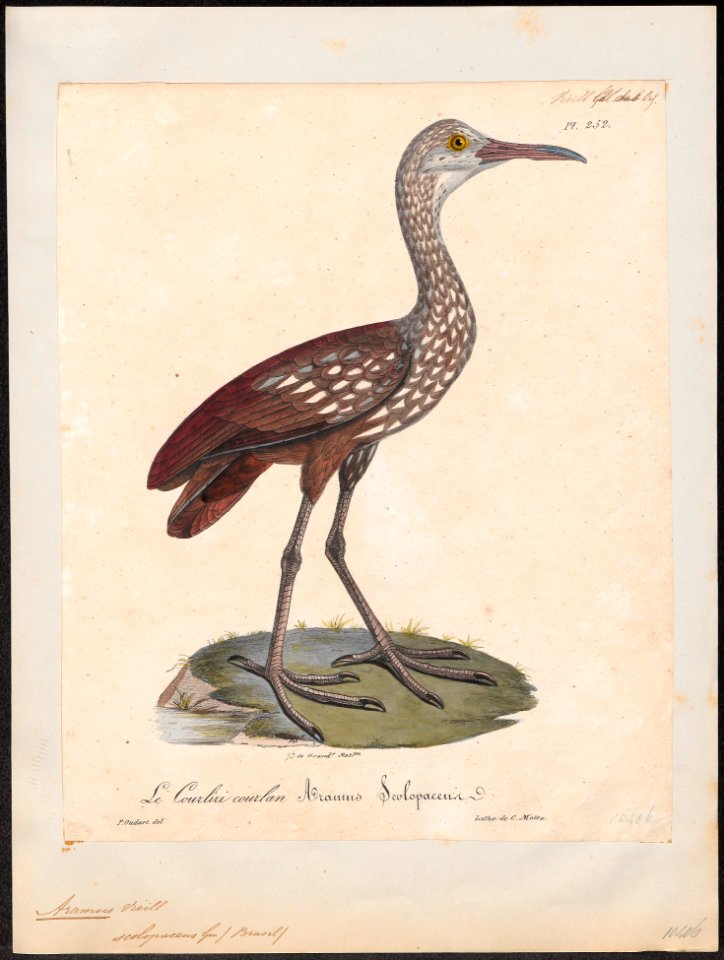 Aramus scolopaceus - 1825-1834 - Print - Iconographia Zoologica - Special Collections University of Amsterdam - UBA01 IZ17500003