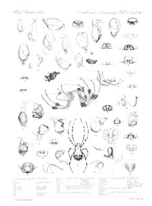 Arachnida Araneidea Vol 2 Table 42