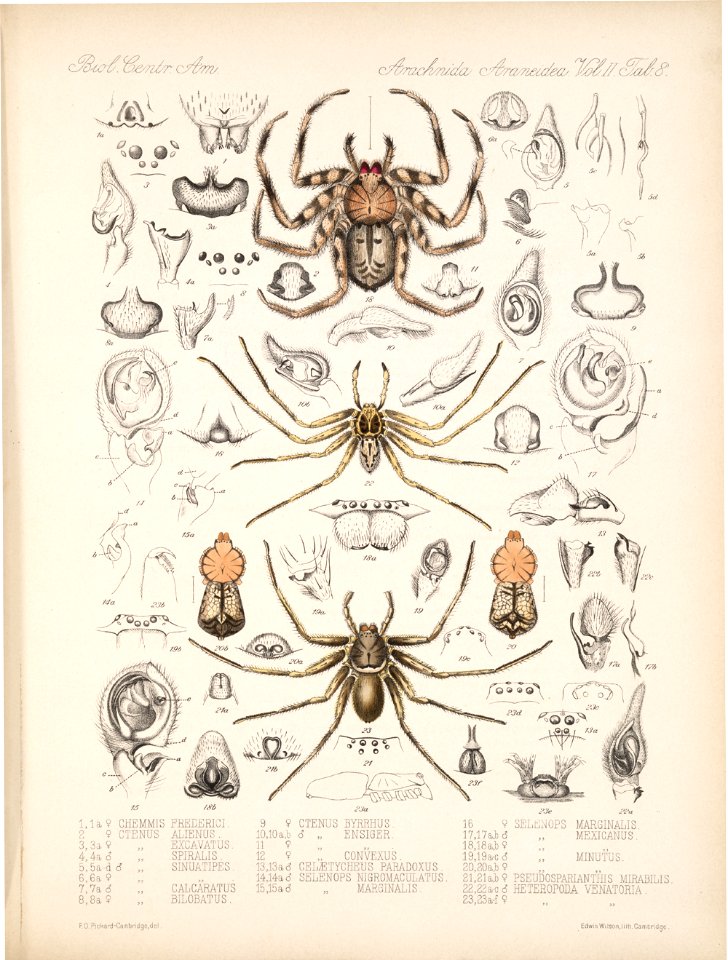 Arachnida Araneidea Vol 2 Table 8