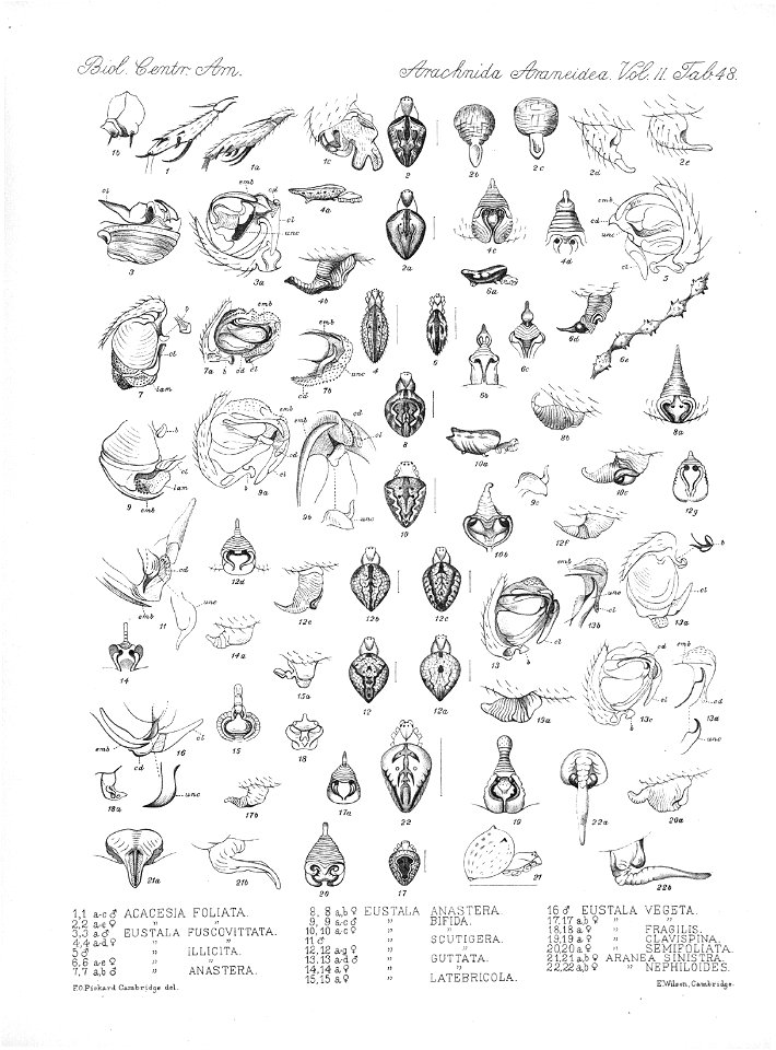 Arachnida Araneidea Vol 2 Table 48