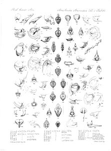 Arachnida Araneidea Vol 2 Table 48