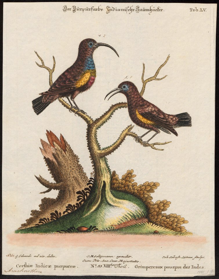 Arachnothera asiatica - 1700-1880 - Print - Iconographia Zoologica - Special Collections University of Amsterdam - UBA01 IZ19000161