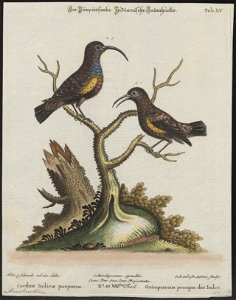 Arachnothera asiatica - 1700-1880 - Print - Iconographia Zoologica - Special Collections University of Amsterdam - UBA01 IZ19000161