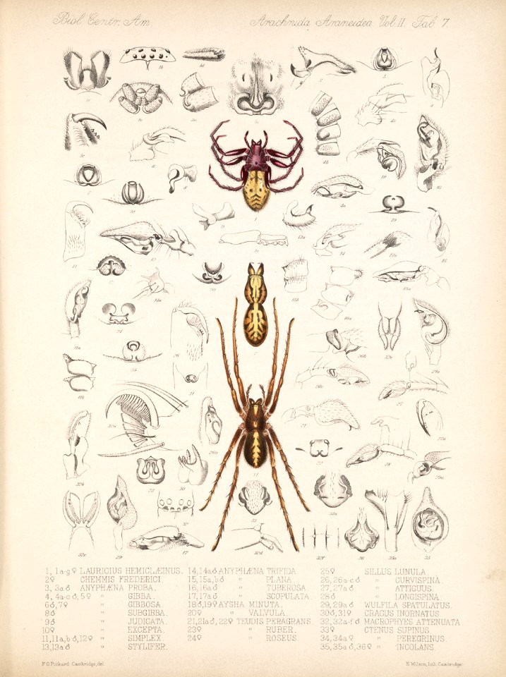 Arachnida Araneidea Vol 2 Table 7