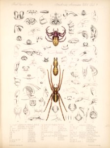 Arachnida Araneidea Vol 2 Table 7