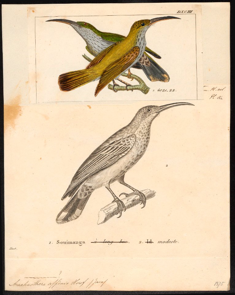 Arachnothera affinis - 1700-1880 - Print - Iconographia Zoologica - Special Collections University of Amsterdam - UBA01 IZ19000145