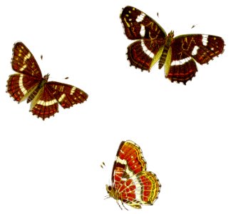 Araschnia levana - Sommer-Landkärtchen