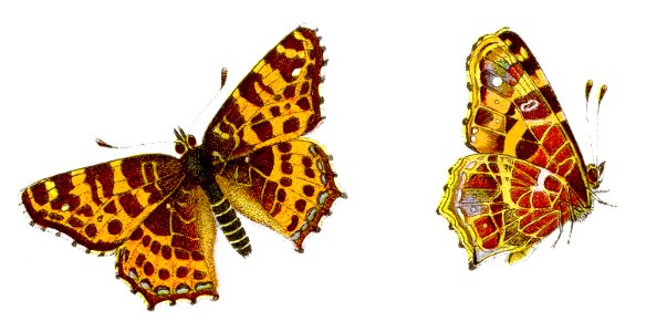 Araschnia levana - Frühlings-Landkärtchen