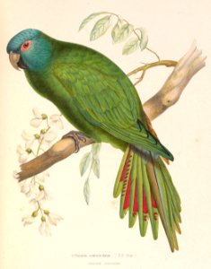 Aratinga acuticaudata 1849