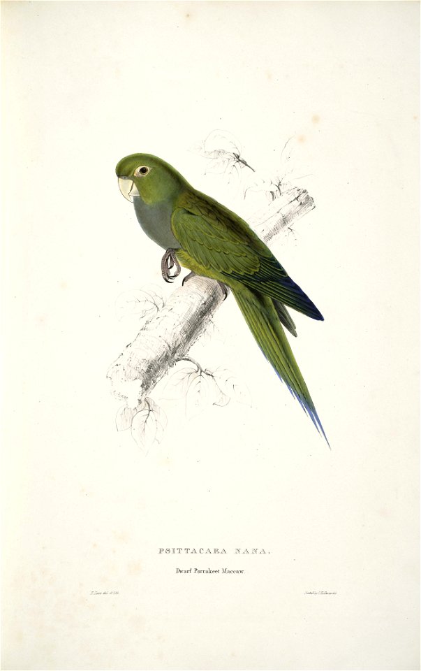 Aratinga nana -Psittacara nana Dwarf Parrakeet Maccaw -by Edward Lear 1812-1888