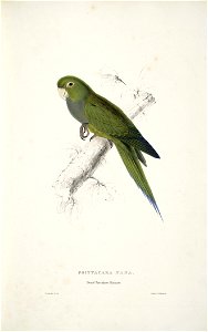 Aratinga nana -Psittacara nana Dwarf Parrakeet Maccaw -by Edward Lear 1812-1888